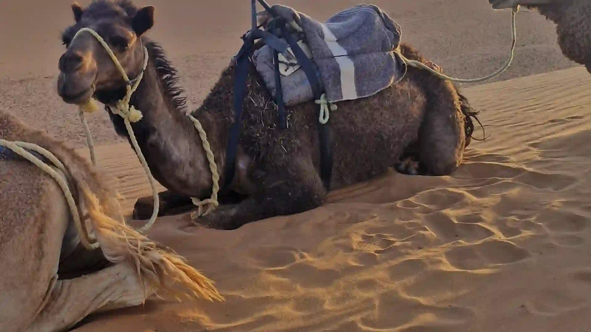 Resting camels saddled for a desert trek